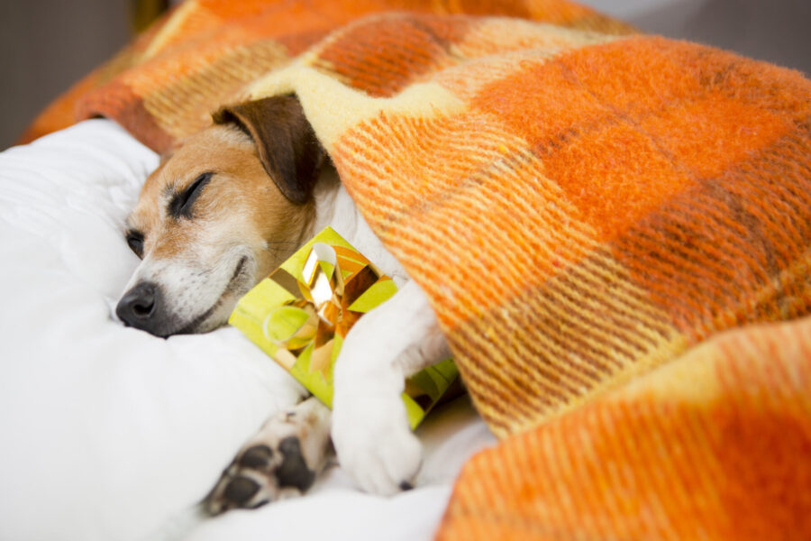 A dog holding a present and sleeping