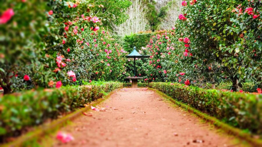Garden path with lots of flowers